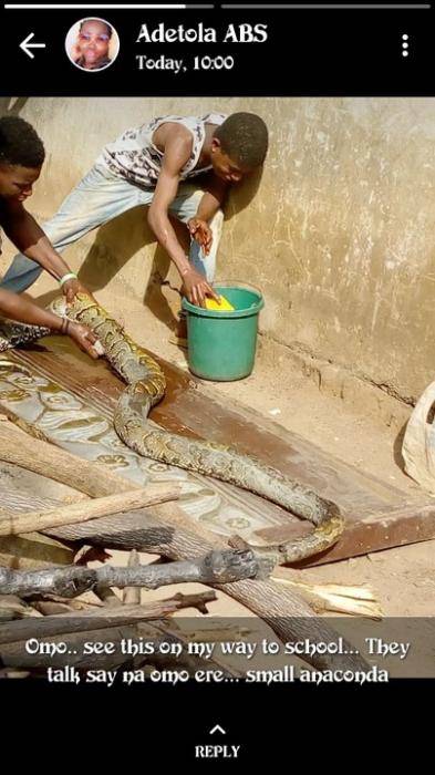 TASUED Students Kill and Eat a Python Caught on the School Campus