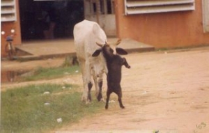 Funny Pix of the Day: Brave Goat Fighting Cow in FUTO