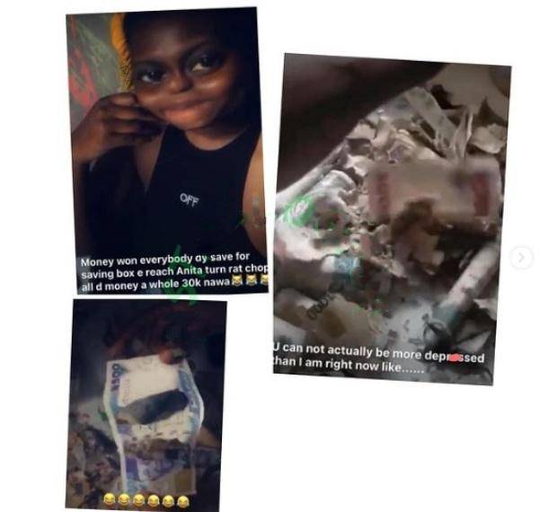 Niger Delta University student left distraught after rats devoured her savings
