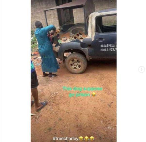 Police arrests a dog for biting an AAUA student in his genitals
