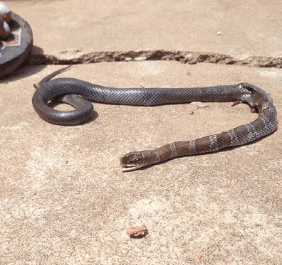 Delsu Student Narrates How She Was Saved From Snake Attack