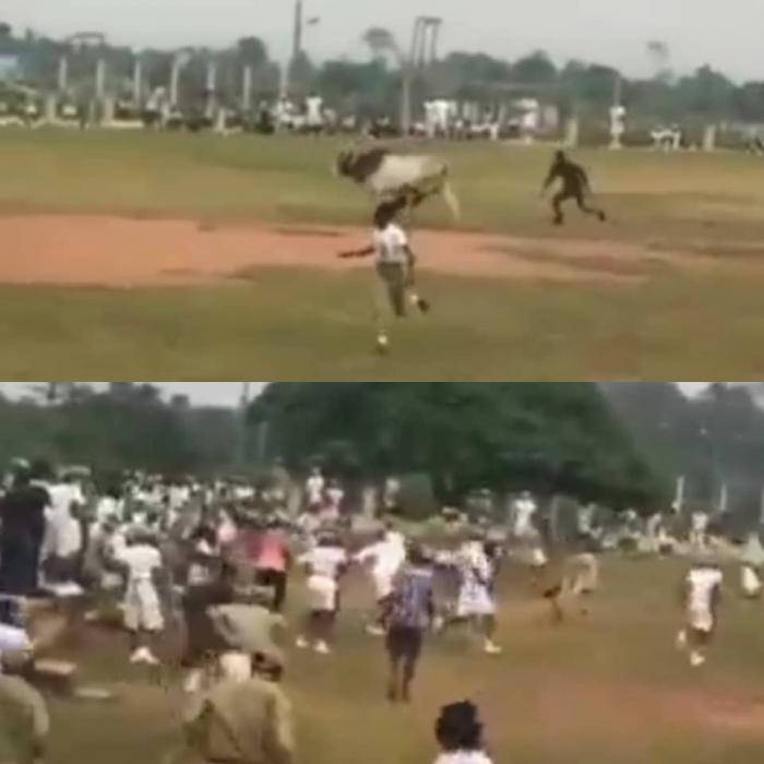 Irate cow invades NYSC parade activities at Ogun state camp (video)