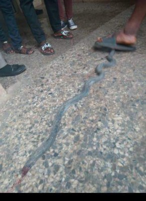 Hostel Students Killed a Snake & Prepared A Meal With It IN FUNAAB