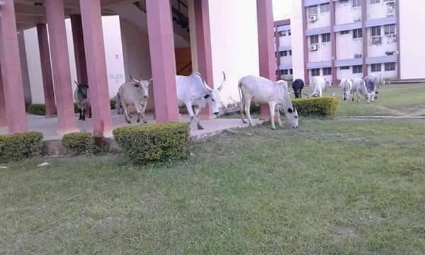 UNIJOS Student Shares Photos of Cows Parading inside the Campus