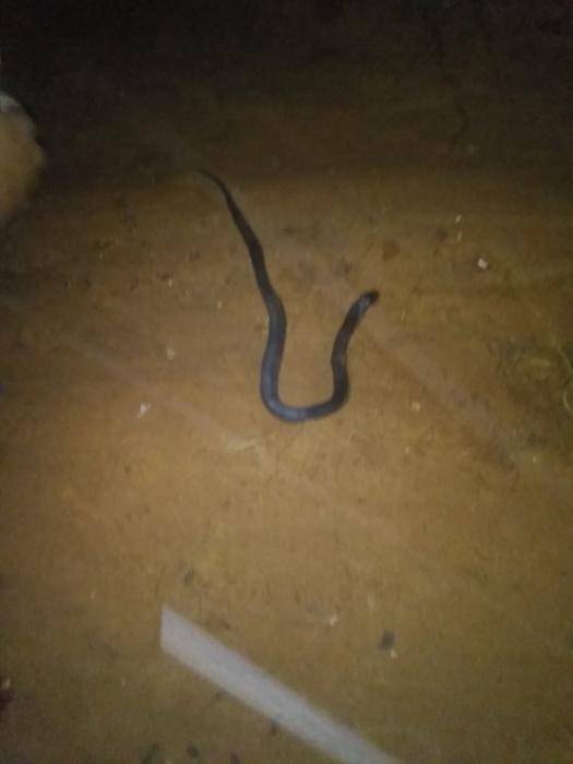 DELSU Student Finds Snakes Living In his Room upon Resumption
