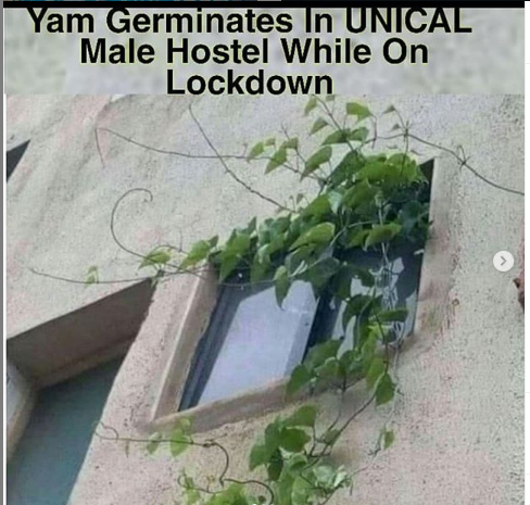 Lol. Yams Germinates Inside UNICAL Male Hostel During Lockdown