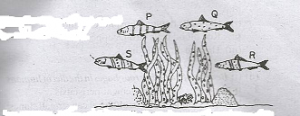 Which of the varieties is likely to decrease most in number if a predatory fish is introduced into the river?