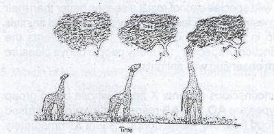The diagram below is an illustration of one of the theories of evolution. Who proposed the theory in the illustration?