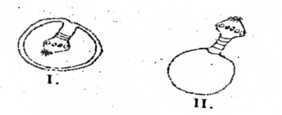 Which of the following organisms serves as host to the parasite at the stage labelled I and II respectively?