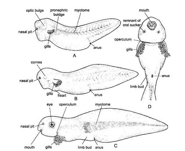 Which of these is not associated with tadpole stages of toad or frog ...