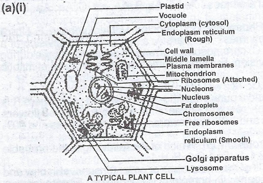 1988 WAEC Biology Theory (i) Make a labelled drawing of a typical plant cell  to show its essential features.... - Myschool