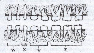 The diagrams below show the dentition of an organism. The function of the teeth labelled X is for?