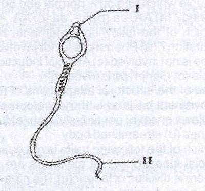 In the diagram of the human sperm below, the function of the part labelled II is to?
