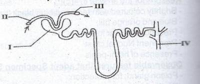The diagram below is an illustration of the urinary tubule in a mammal. Which of the following substances is found in the part labelled II only?