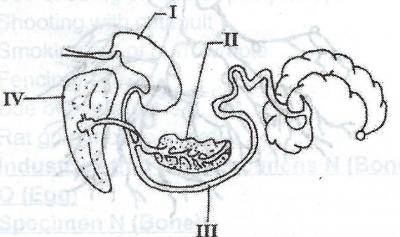 In the diagram below which shows the digestive tract for a certain farm animal, which of the following enzymes is not secreted by the part labelled III?