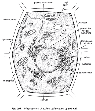 plant cell under electron microscope